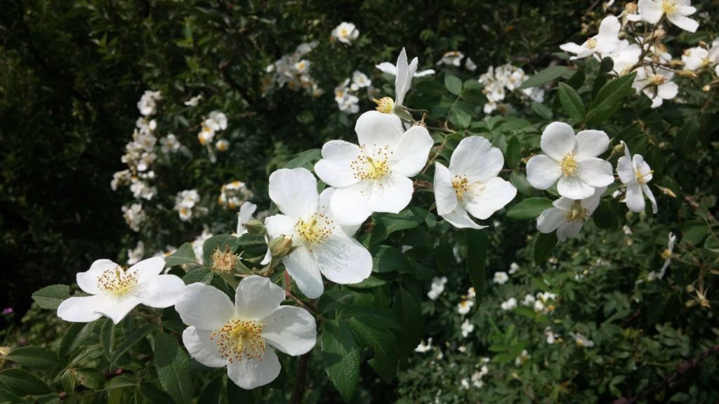 Wild White Roses - Reckong Peo | Kinnaur Kailash Parikrama trek blog