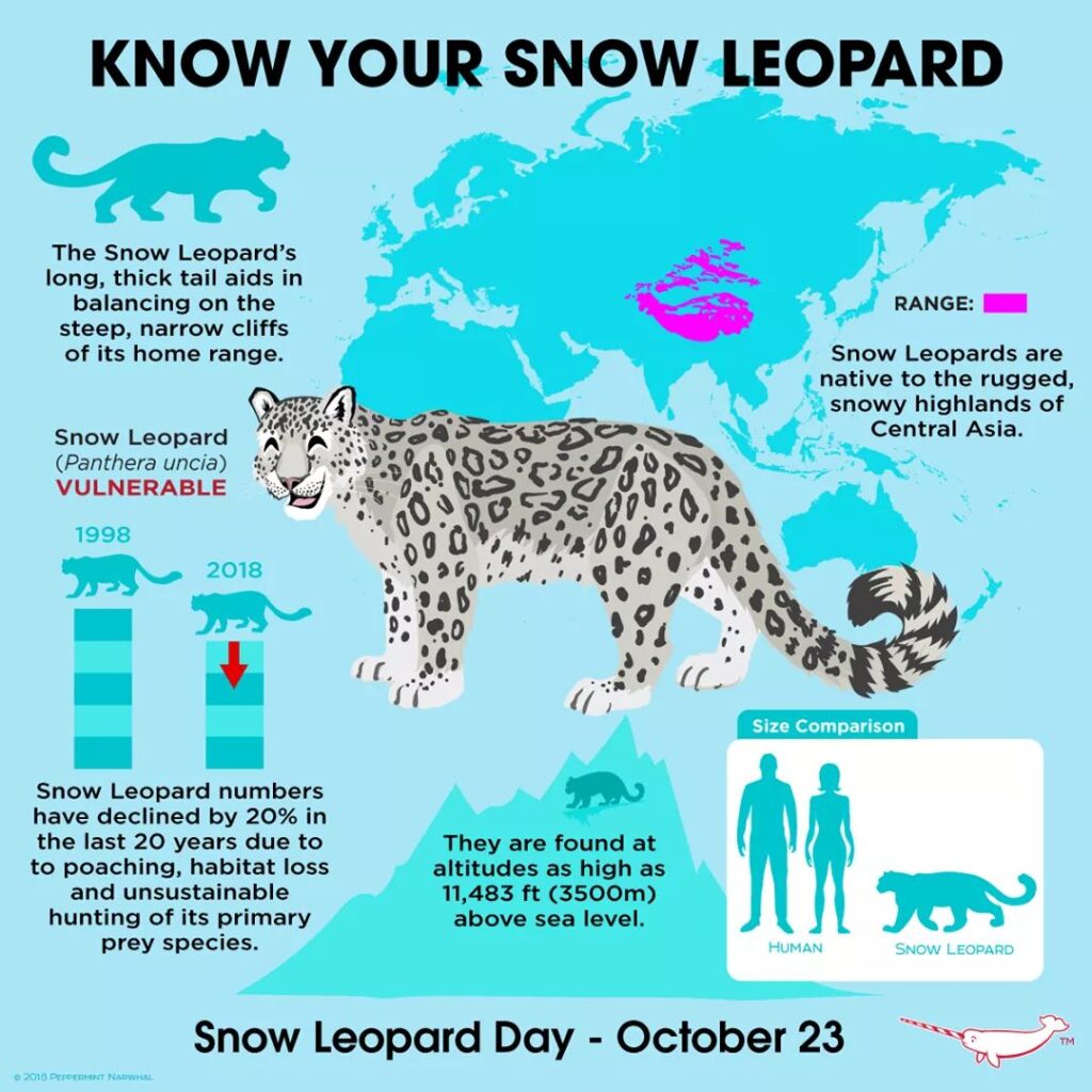 Snow leopard habitat infographic