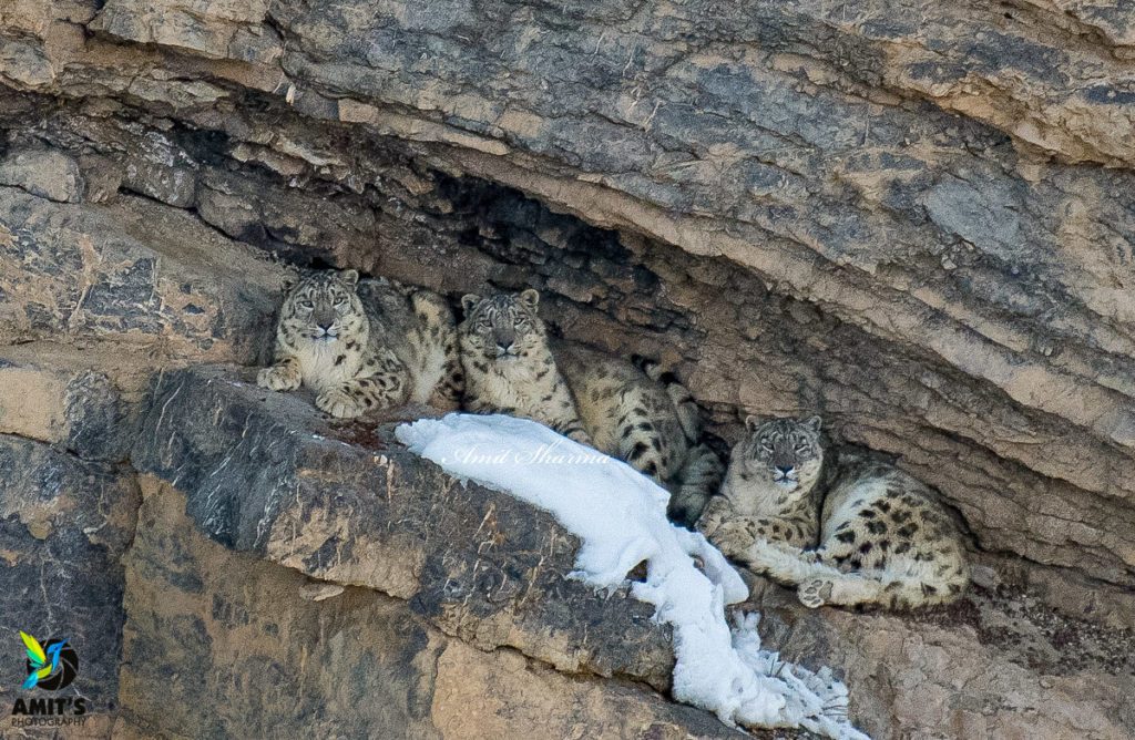 Snow Leopards resting in a cave of Kibber wildlife sanctuary