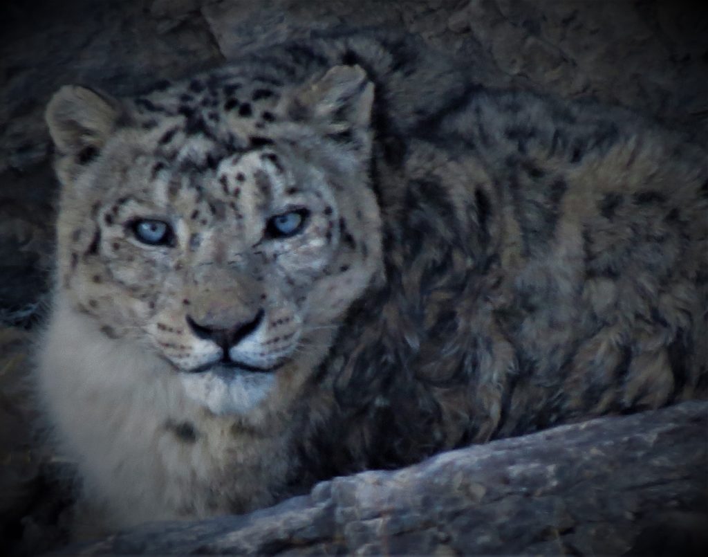 The blue-eyed beast - Spiti snow leopard