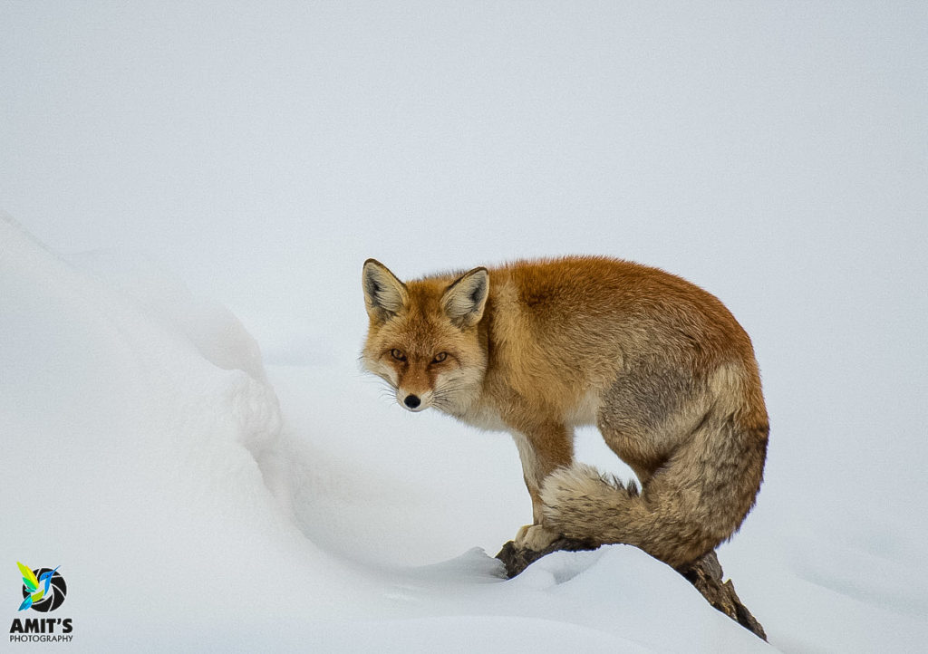 Red fox -- The spirit animal